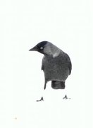 Kaie (Corvus monedula)