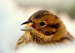 Gulspurv (Emberiza citrinella)