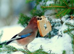 Nøtteskrike (Garrulus glandarius)