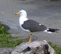 Sildemåke (Larus fuscus)