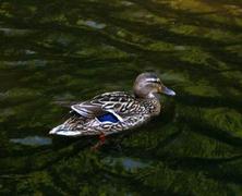 Andefamilien (Anatidae)