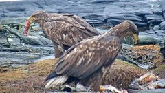 Havørn (Haliaeetus albicilla)