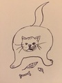 Katt (Felis catus)