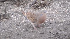 Mongolturteldue (Streptopelia orientalis)