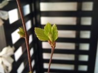 Bjørk (Betula pubescens)