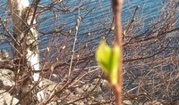 Bjørk (Betula pubescens)