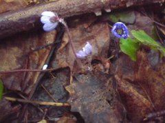 Blåveis (Hepatica nobilis)