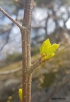 Bjørk (Betula pubescens)