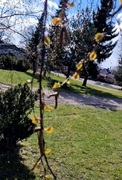 Bjørk (Betula pubescens)