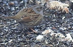 Jernspurv (Prunella modularis)