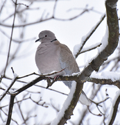 Tyrkerdue (Streptopelia decaocto)