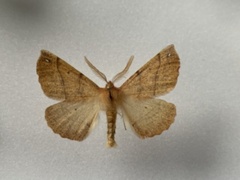 Spinnermåler (Colotois pennaria)