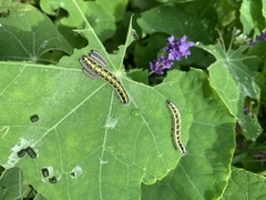 Stor kålsommerfugl (Pieris brassicae)