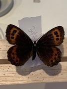 Fløyelsringvinge (Erebia ligea)