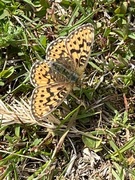 Frøyas perlemorvinge (Boloria freija)