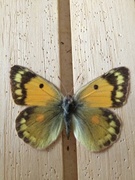 Vandregulvinge (Colias croceus)