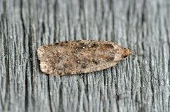 Agonopterix ciliella/heracliana