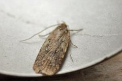 Agonopterix ciliella/heracliana