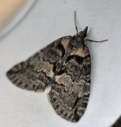 Orebuskmåler (Hydriomena impluviata)