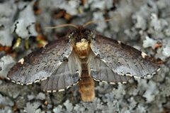 Brun vårtannspinner (Odontosia carmelita)