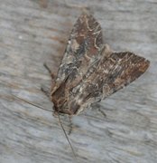 Brunt lundfly (Lacanobia suasa)