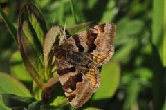 Brunt slåttefly (Euclidia glyphica)