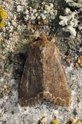 Brunt lundfly (Lacanobia suasa)