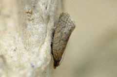 Rustbladvikler (Clepsis senecionana)