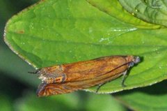 Perikumvikler (Lathronympha strigana)