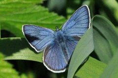 Engblåvinge (Cyaniris semiargus)