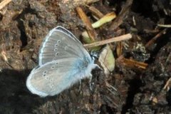 Engblåvinge (Cyaniris semiargus)