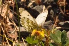 Aurorasommerfugl (Anthocharis cardamines)