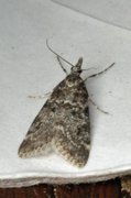 Junimosemott (Scoparia ambigualis)