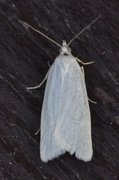 Sølvskyggevikler (Eana argentana)