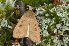 Brunt urtefly (Caradrina morpheus)