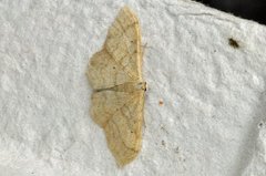 Bueengmåler (Idaea straminata)