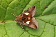 Storflekket metallfly (Autographa bractea)