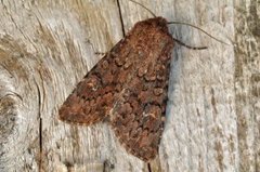 Rødt fjellengfly (Apamea schildei)