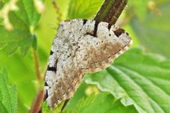 Ripsbuemåler (Macaria wauaria)