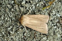 Brungult gressfly (Mythimna impura)