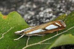 Treflekket nebbmott (Catoptria permutatellus)