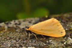 Panterspinner (Setina irrorella)