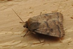 Lyst ringurtefly (Hoplodrina octogenaria)