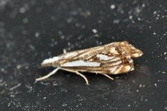 Klippenebbmott (Catoptria falsella)