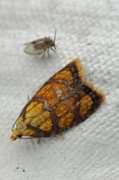 Roseflatvikler (Acleris bergmanniana)