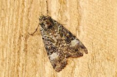 Grønt skogfly (Anaplectoides prasina)