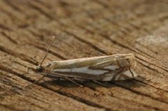 Tannebbmott (Crambus pratella)