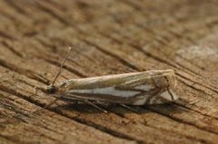 Tannebbmott (Crambus pratella)