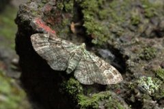 Epleblomstmåler (Pasiphila rectangulata)