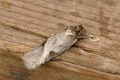 Exaeretia allisella